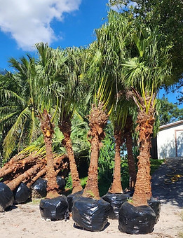 FG Ribbon Palm 8to10ft CT.jpg