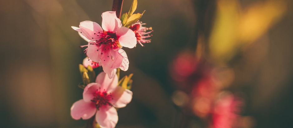 春日赋 Spring Ode