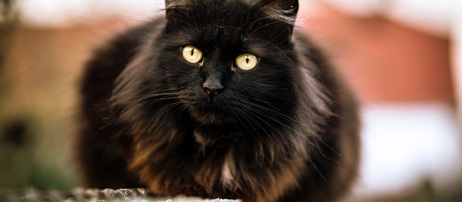 The little black cat 小黑猫