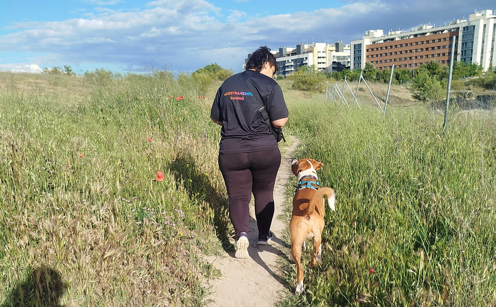 Perro olfateando durante un paseo con correa relajada.