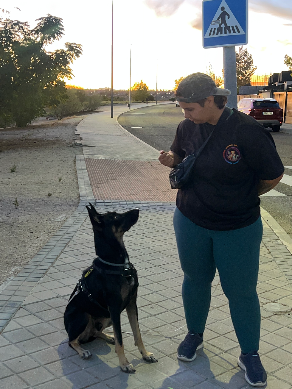 Perro durante una sesión de educación canina con Tribu Alebrije
