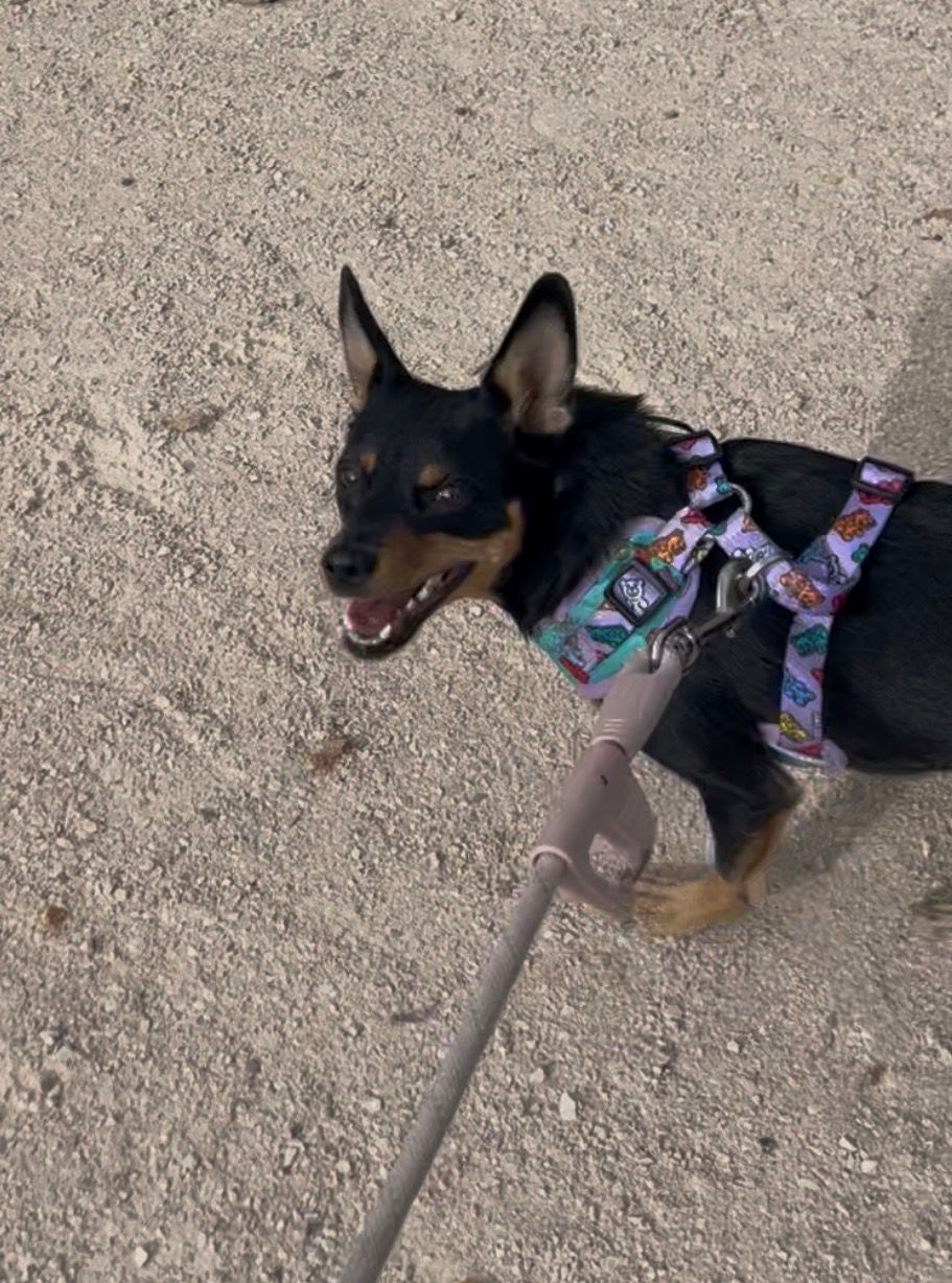 Kitty en un paseo durante una sesion de educacion canina