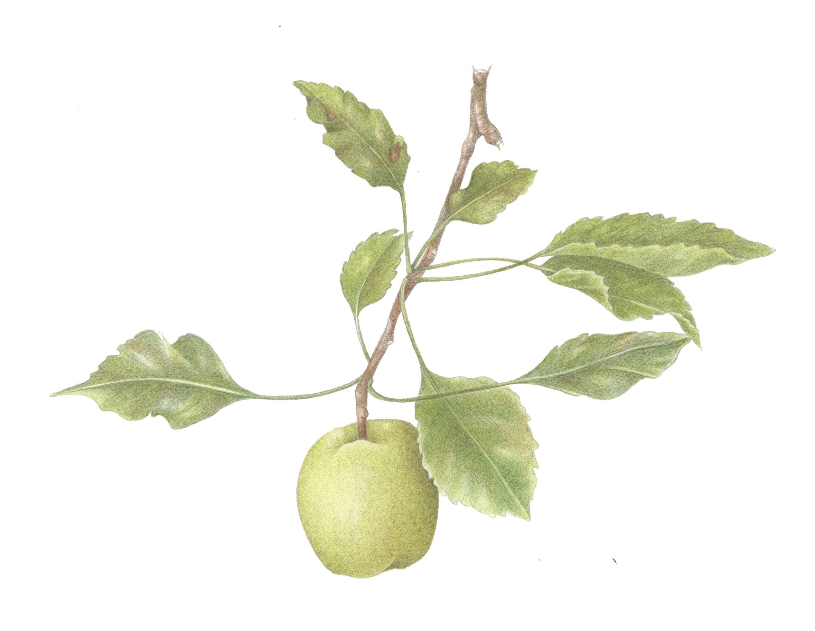 Crabapple