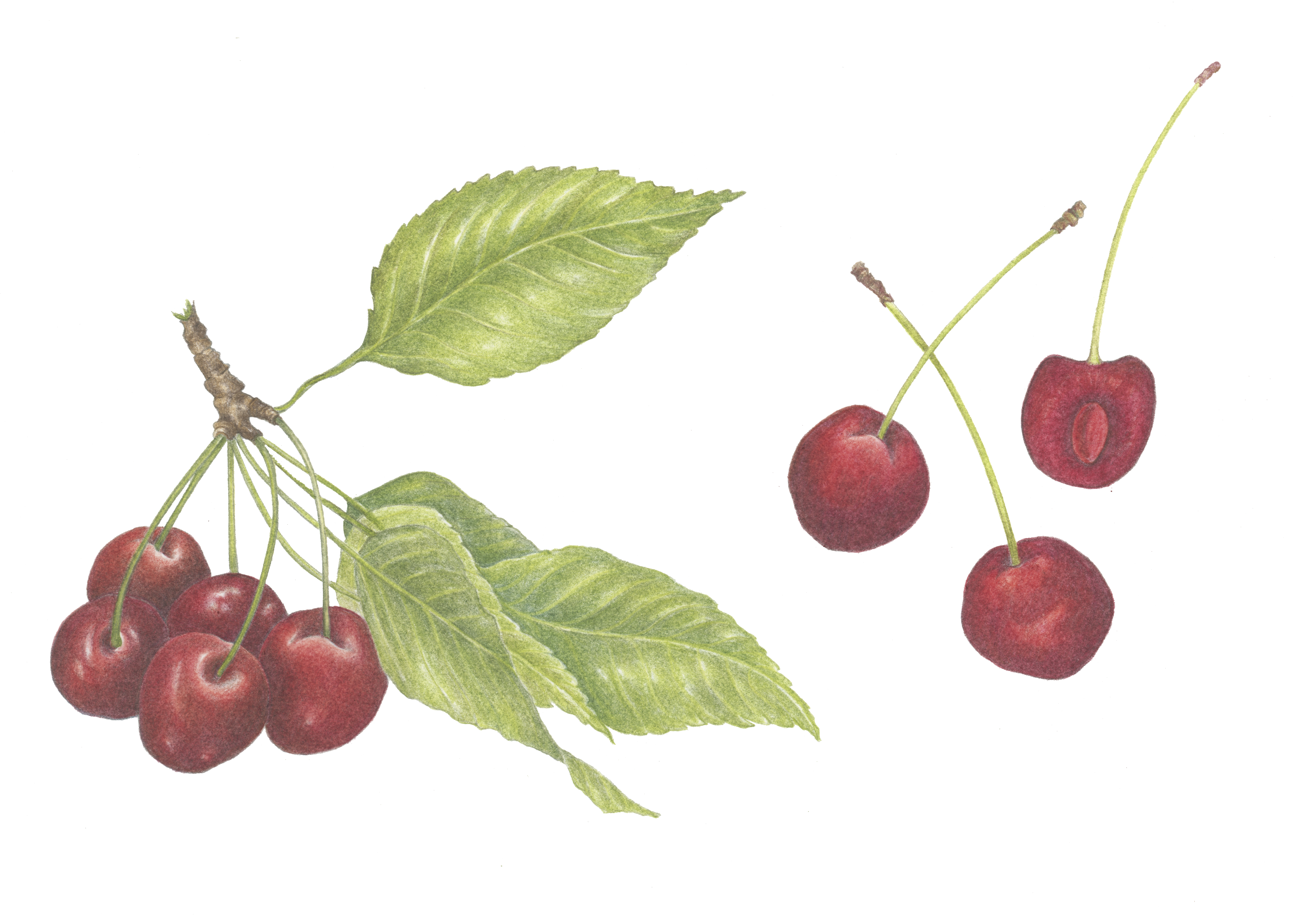 SOLD Cherries