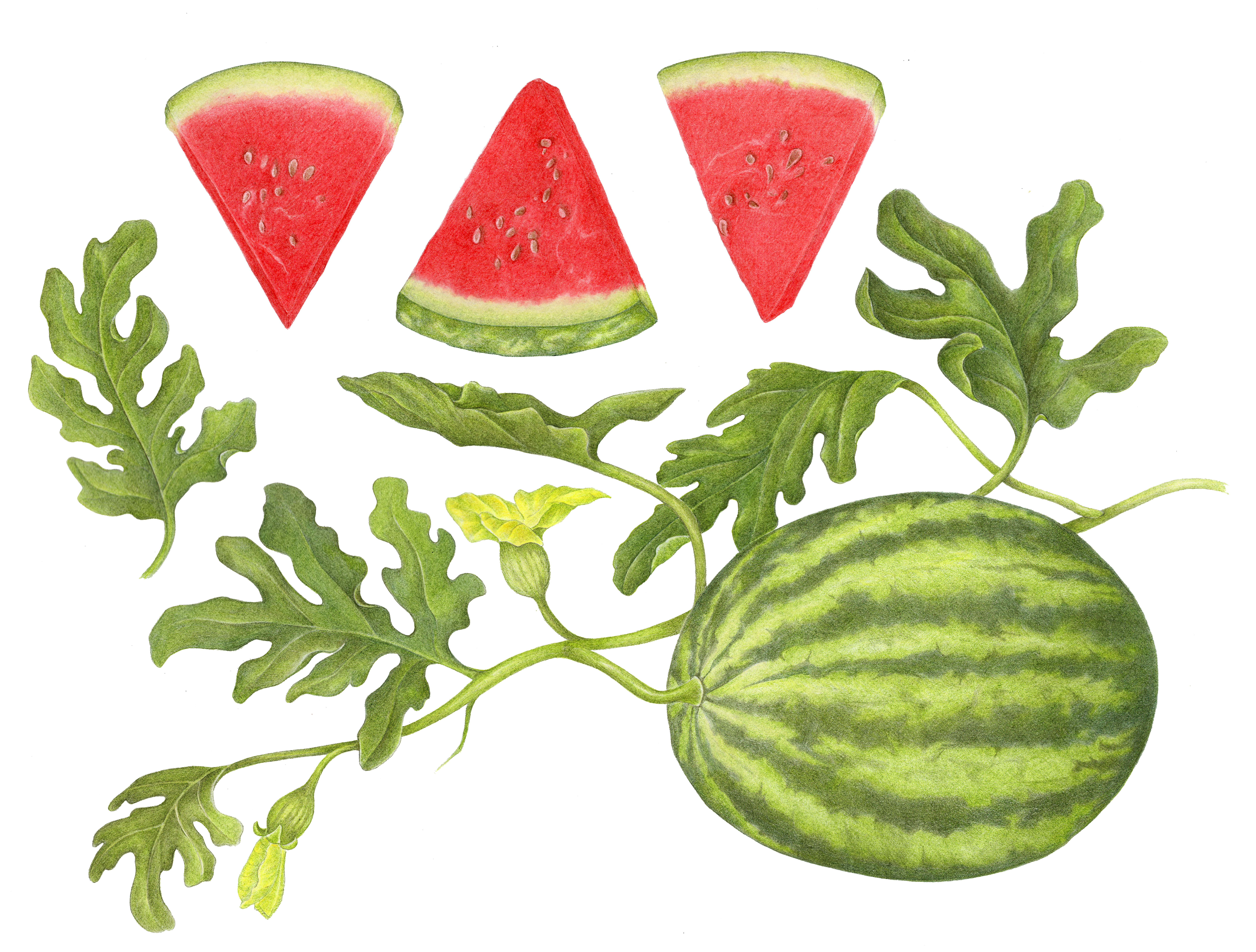 Watermelon