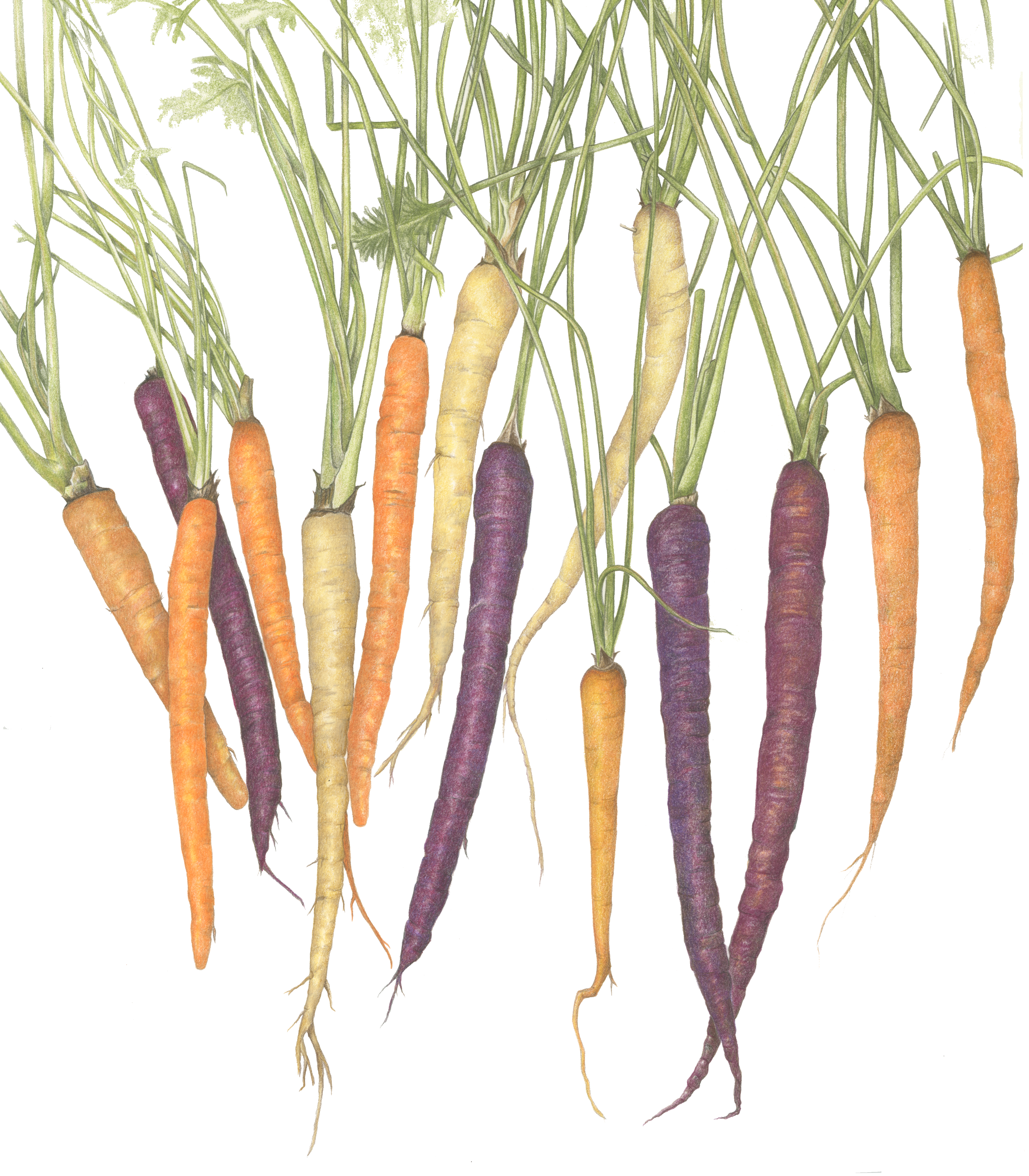 SOLD Rainbow Carrots