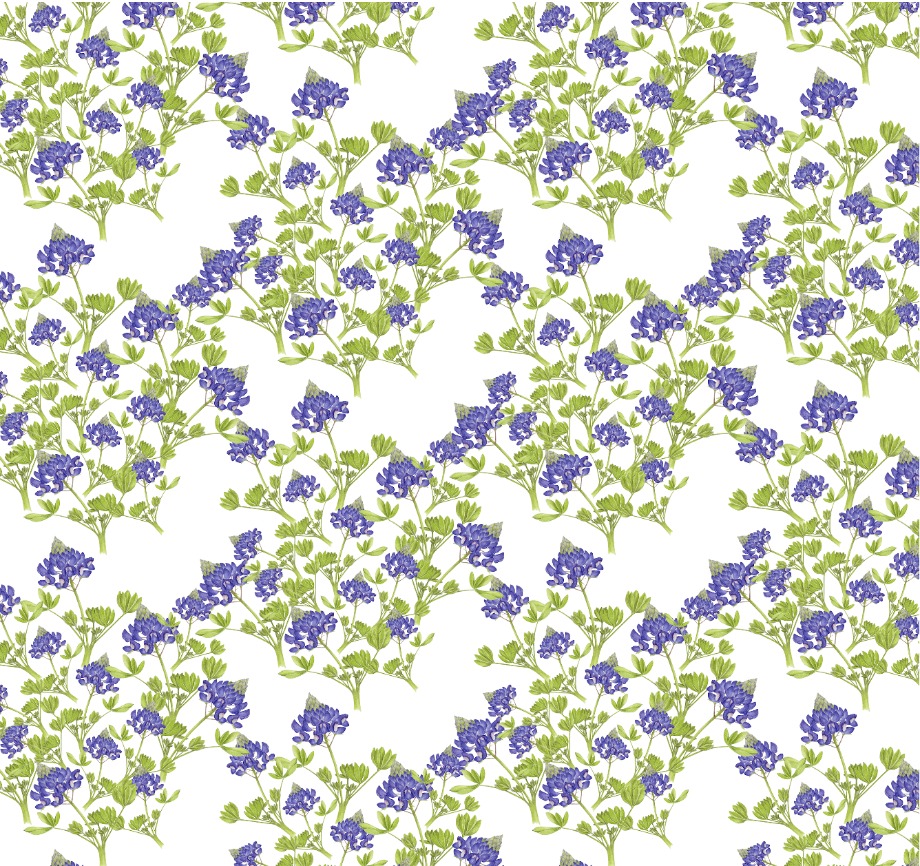 Texas Bluebonnet