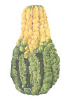 Gourd.jpg