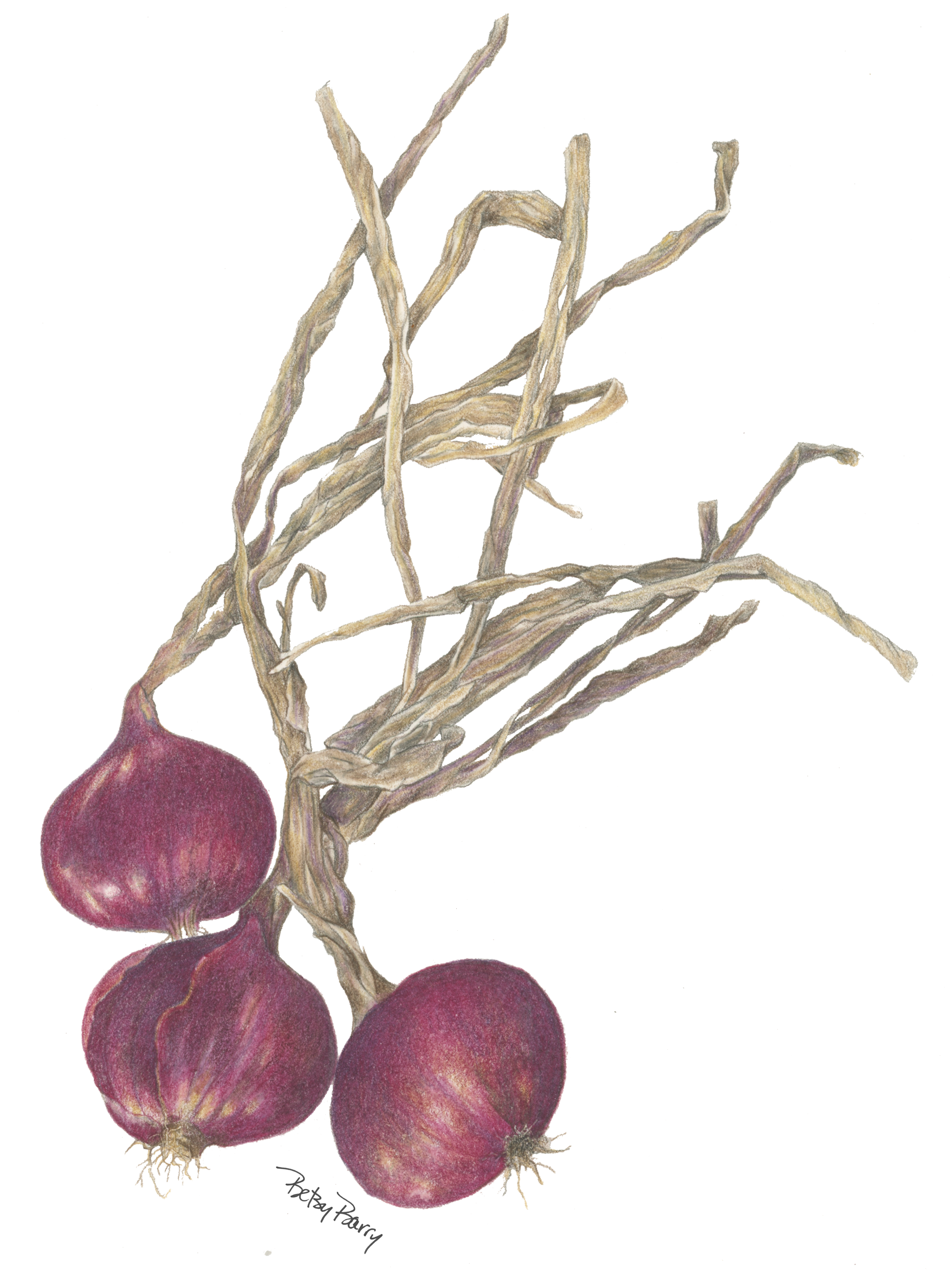 Purple Onions