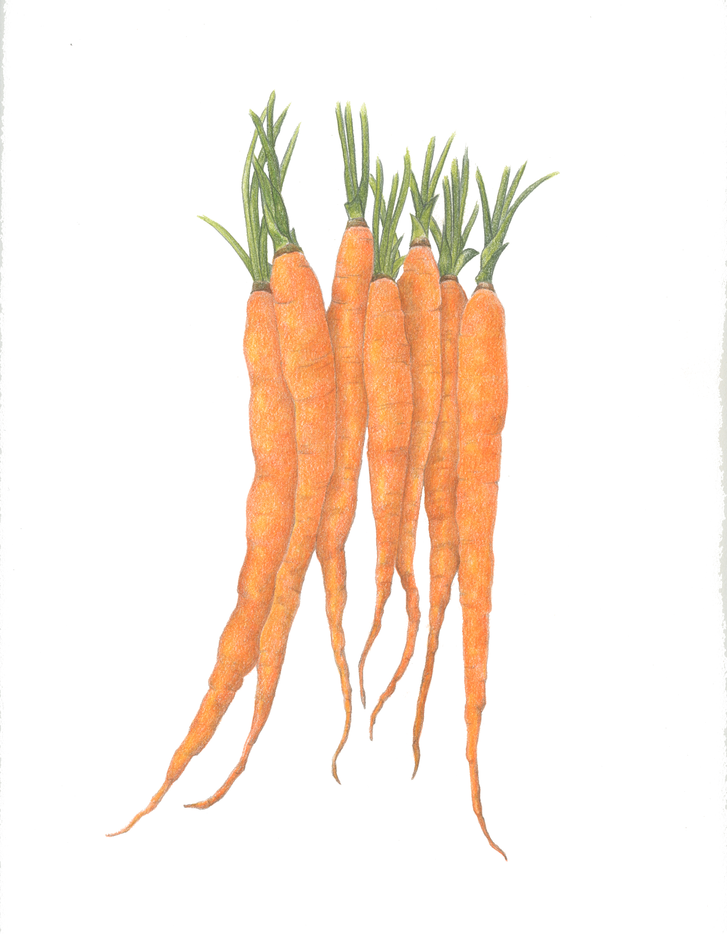 SOLD Seven Carrots