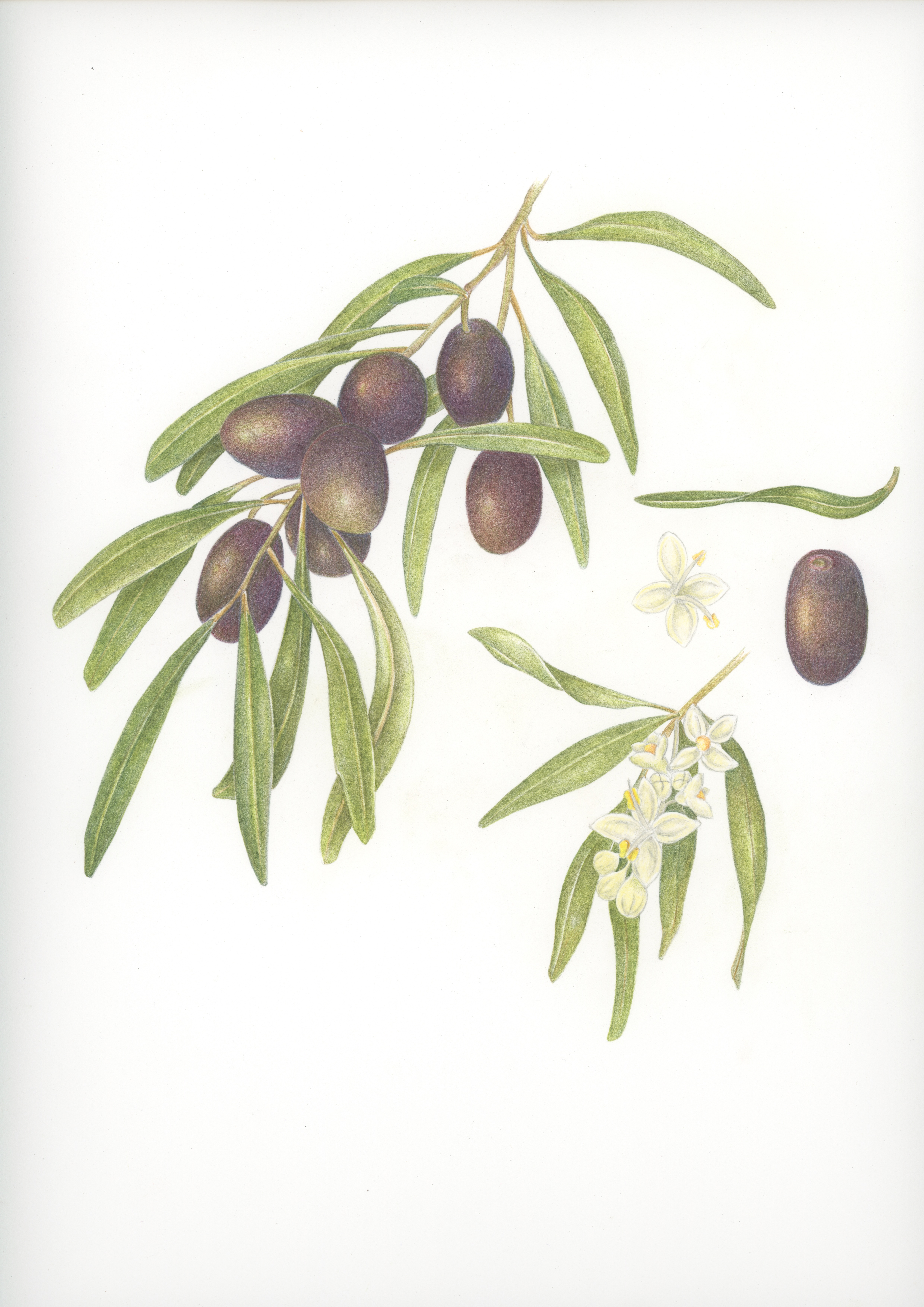 Olives and Pieces