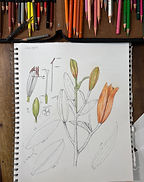 Discover,Dissect&Draw.JPG