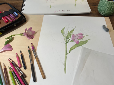 Botanical Drawing