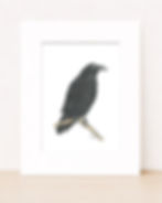 Raven matted pring