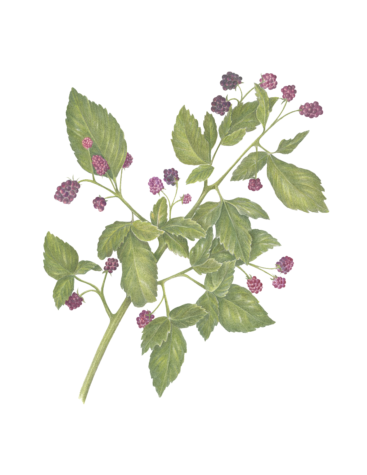 Dewberries