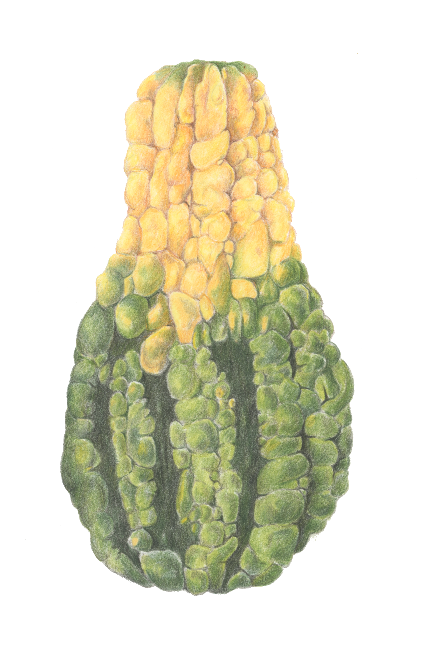 Fall gourd