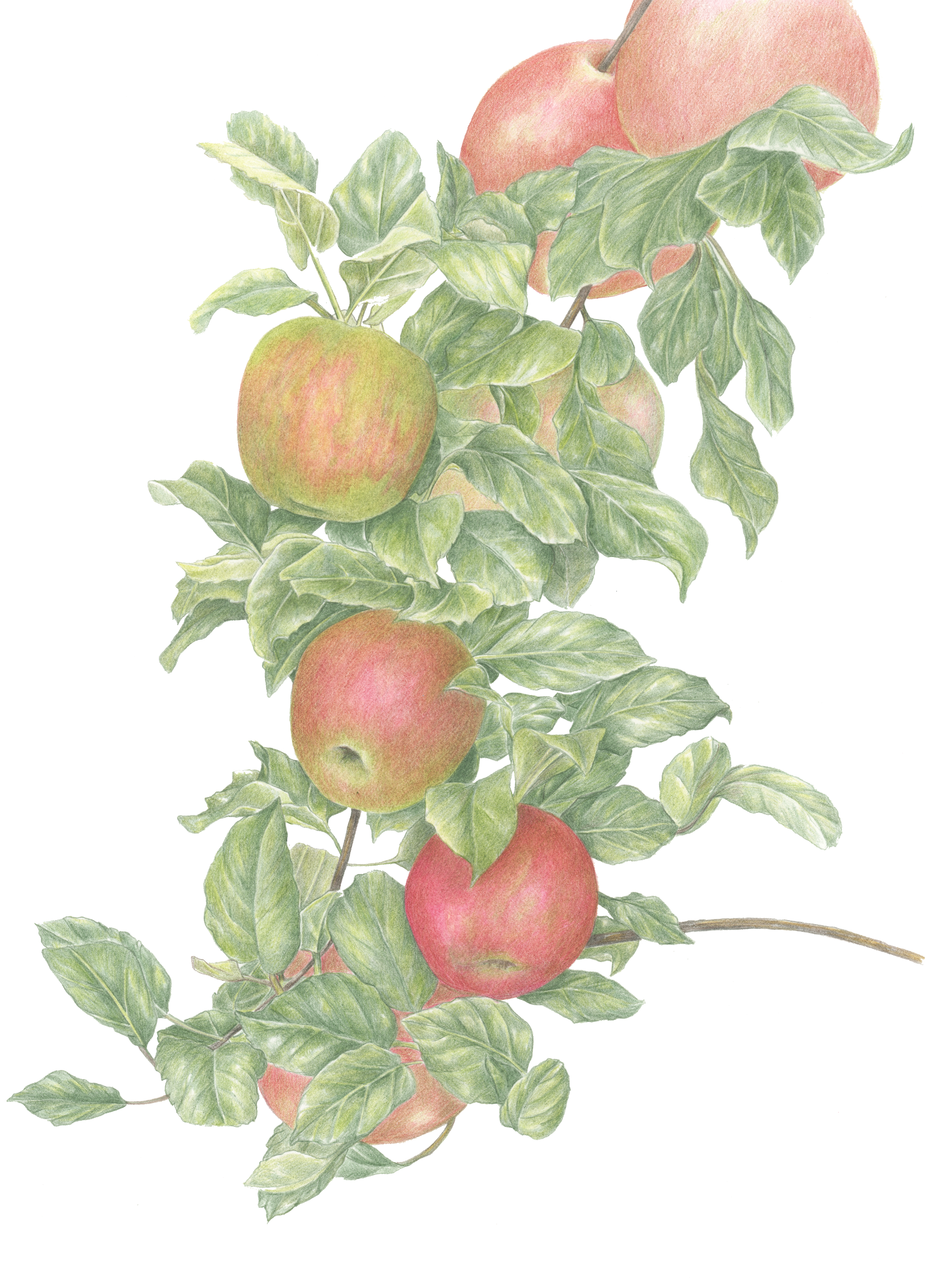 Apple Picking