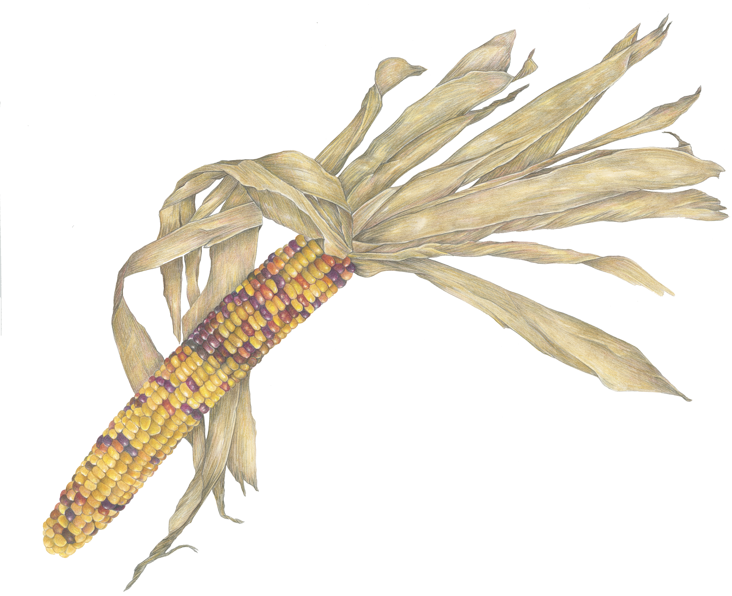 Yellow Indian Corn