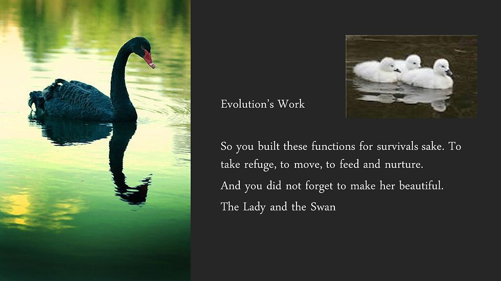 The Swan