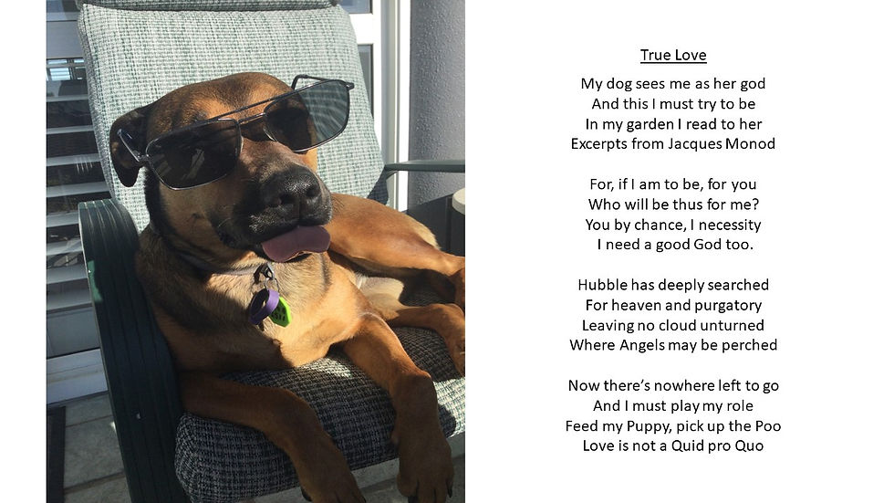 My Dog