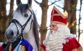 Sinterklaasstudio - Echte Paard van Sinterklaas Ozosnel huren of boeken