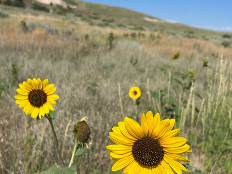 An Unoffical Diagnosis