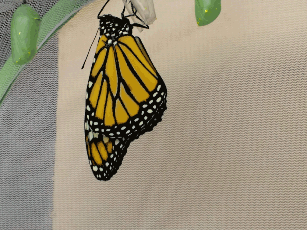 monarch4.gif