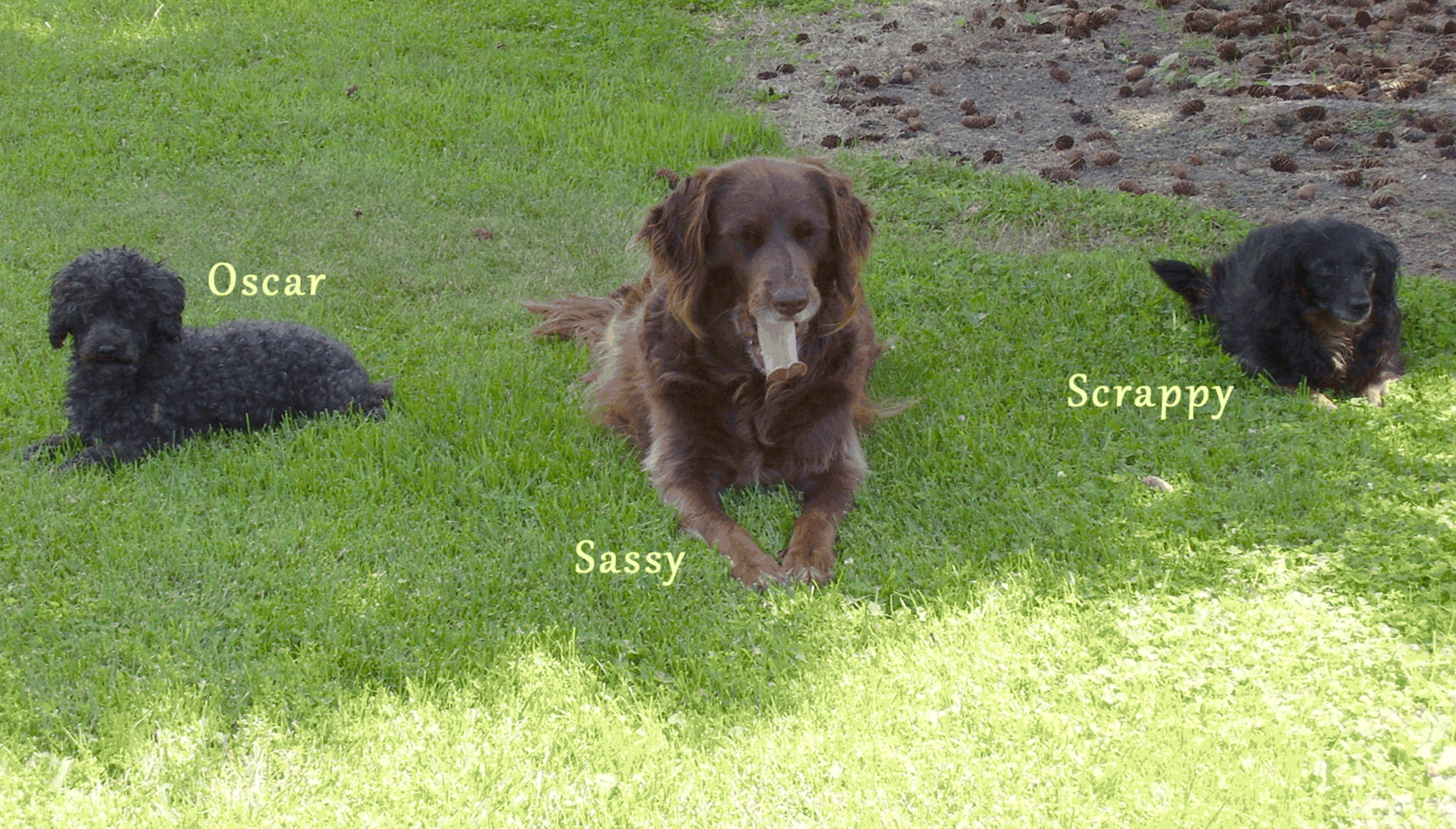 Our Dogs, Oscar, Sassy & Scrappy