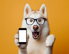 Perro Influencer del nuestro hotel