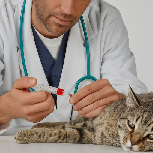 Bloodwork: A Piece of the FIP Diagnostic Puzzle