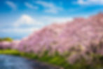 Mt. Fuji, Japan spring landscape..jpg