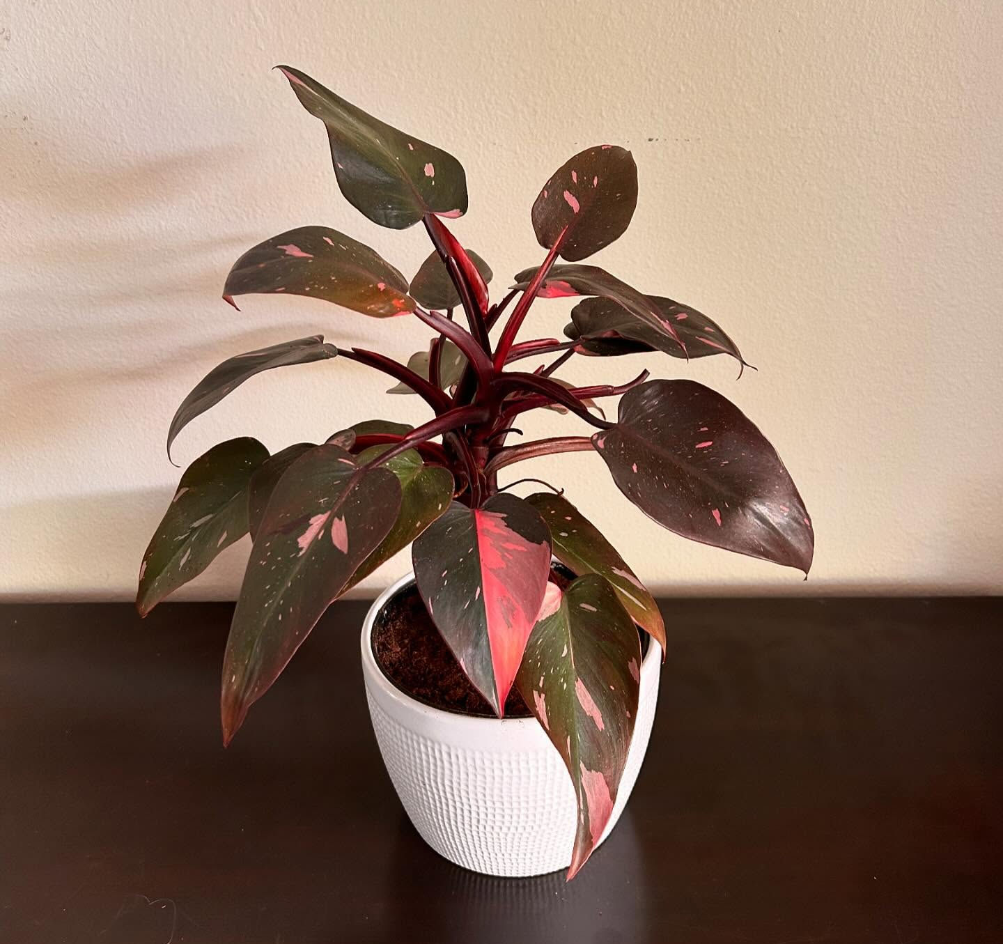 Philodendron Pink Princess