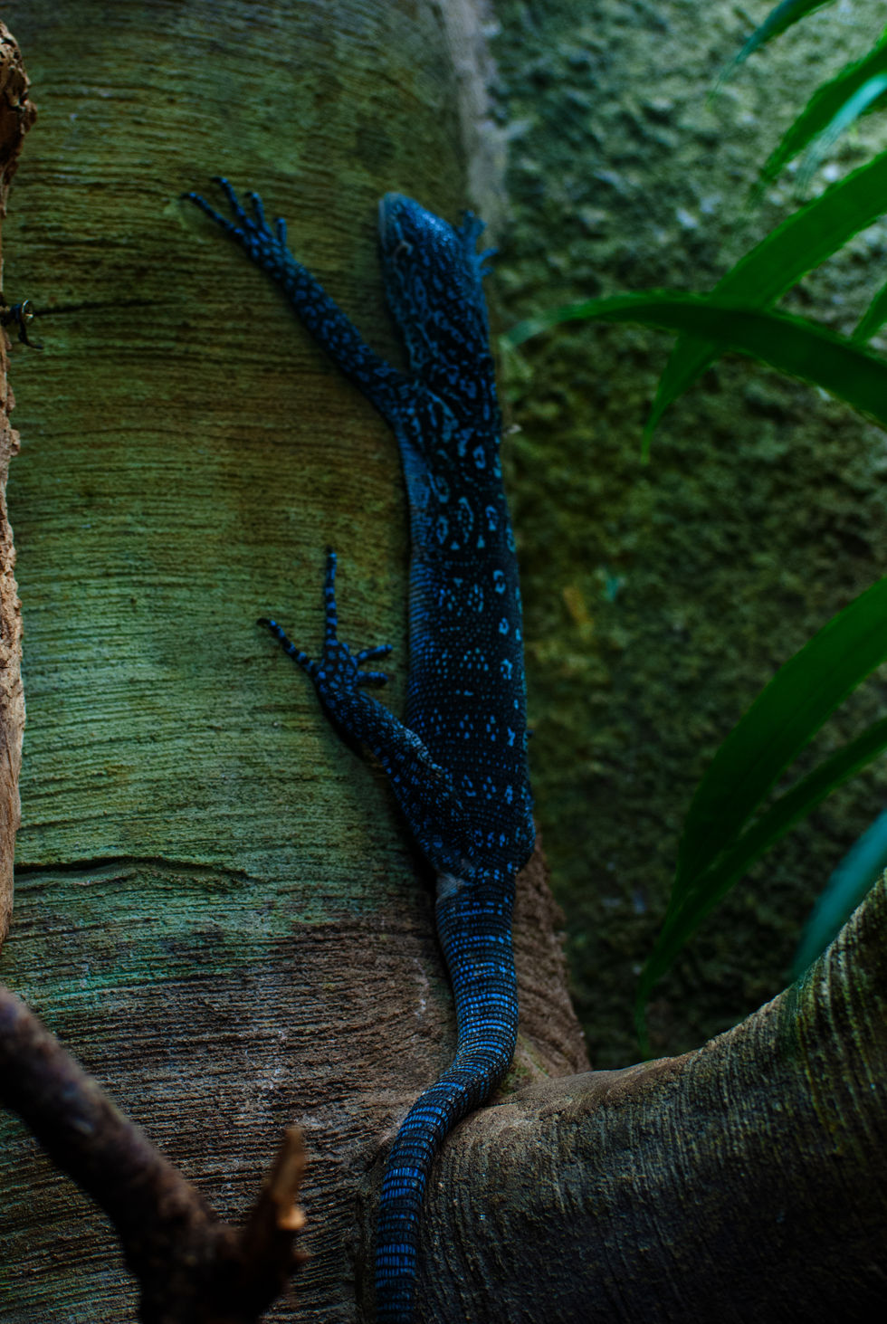Close-up of a blue tree monitor lizard with intricate patterns climbing a tree trunk.