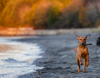 Hobie dog