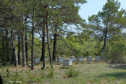 Ruches en sous-bois.jpg