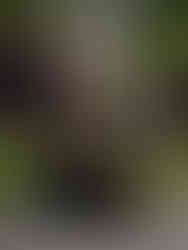 Dior Cruise 2025 Collection. Drummond Castle, Scotland. 4th June 2025.