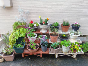 花🌼と苺🍓の植え替えをしました🙂↕️