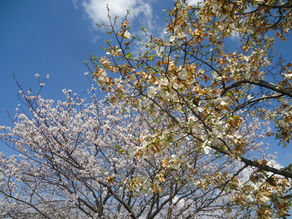 🌸令和7年度最初の行事として、花見を開催しました🌸