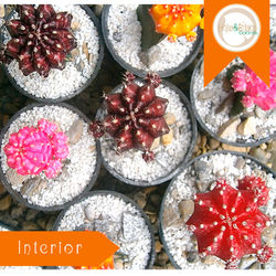 Cactus Coreano.jpg