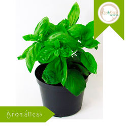 Albahaca.jpg