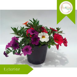 Calibrachoa.jpg
