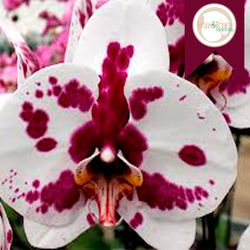 phalaenopsis.jpg