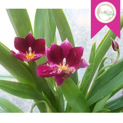 Miltonia Nacional o Importada.jpg