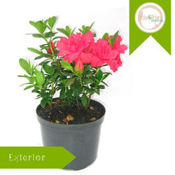 Azalea o Biflora.jpg