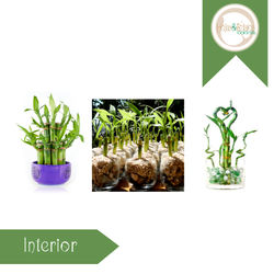 Bamboo Variedades.jpg