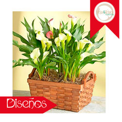 Canasta con calas Planta.jpg