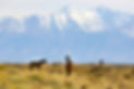 059-Mustangs_In_The_Wild.jpg