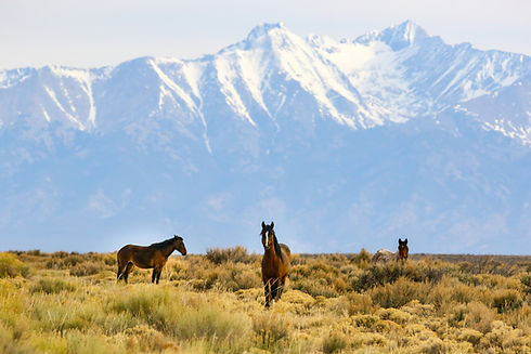 059-Mustangs_In_The_Wild.jpg