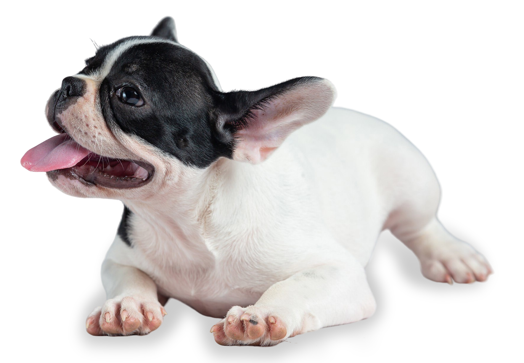 french-bulldog-dog-breeds-white-polka-dot-black-marble.png