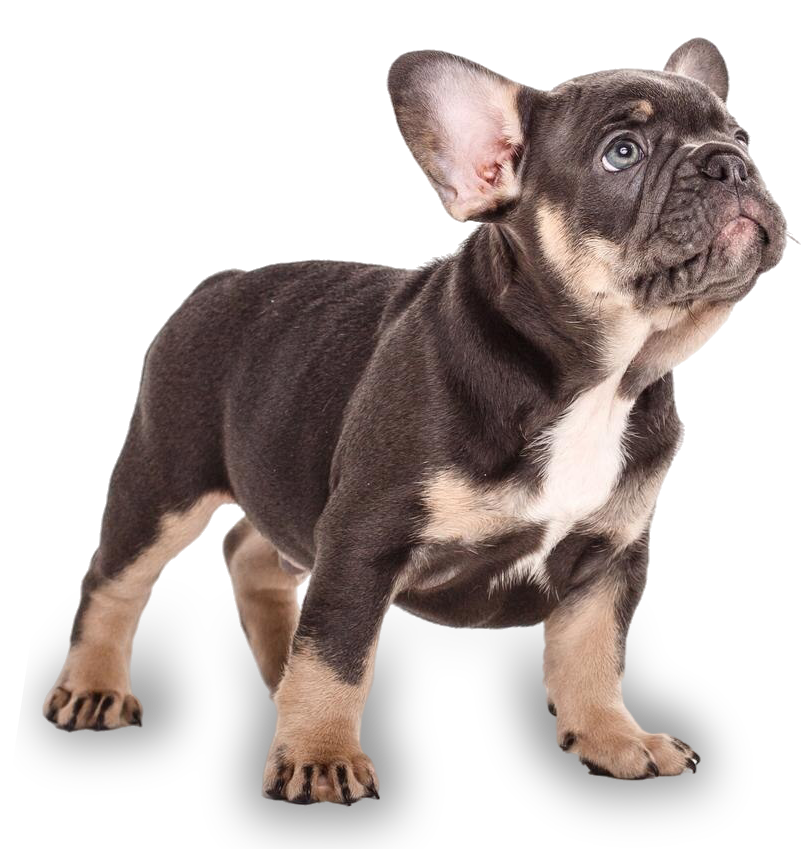 french-bulldog-puppy-isolated-white-background.png